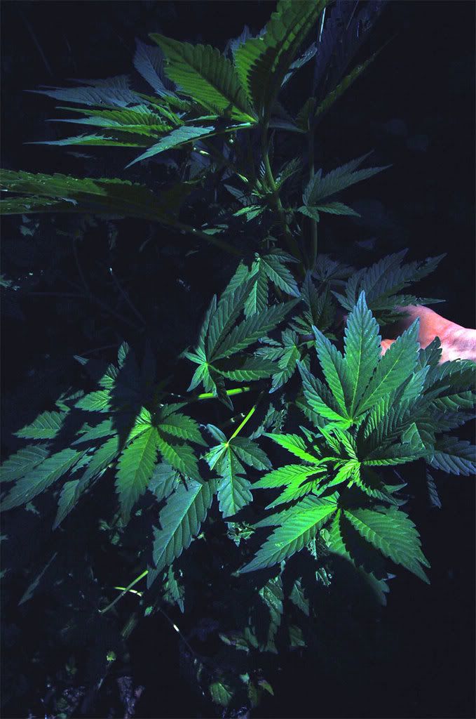 mj-51.jpg