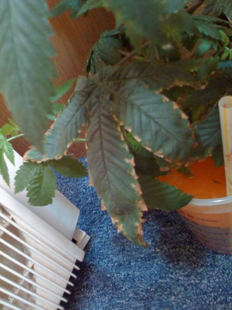 Picture006.jpg