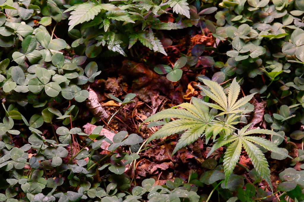 clover-camouflaging-cannabis-1024x683.jpg