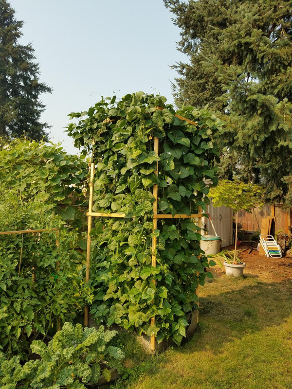 1bean3.jpg