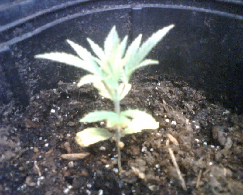 IMG00408.jpg