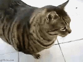tumblr_me226r1xae1r54sp6o1_400.gif