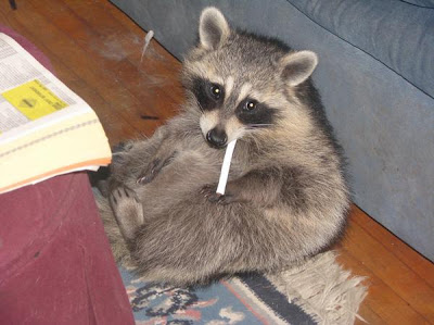 Smoking+Raccoon.jpg