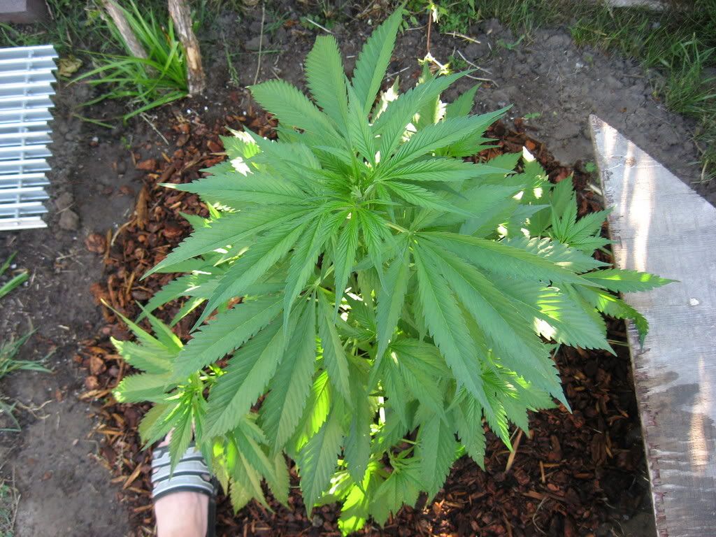 IMG_0931.jpg
