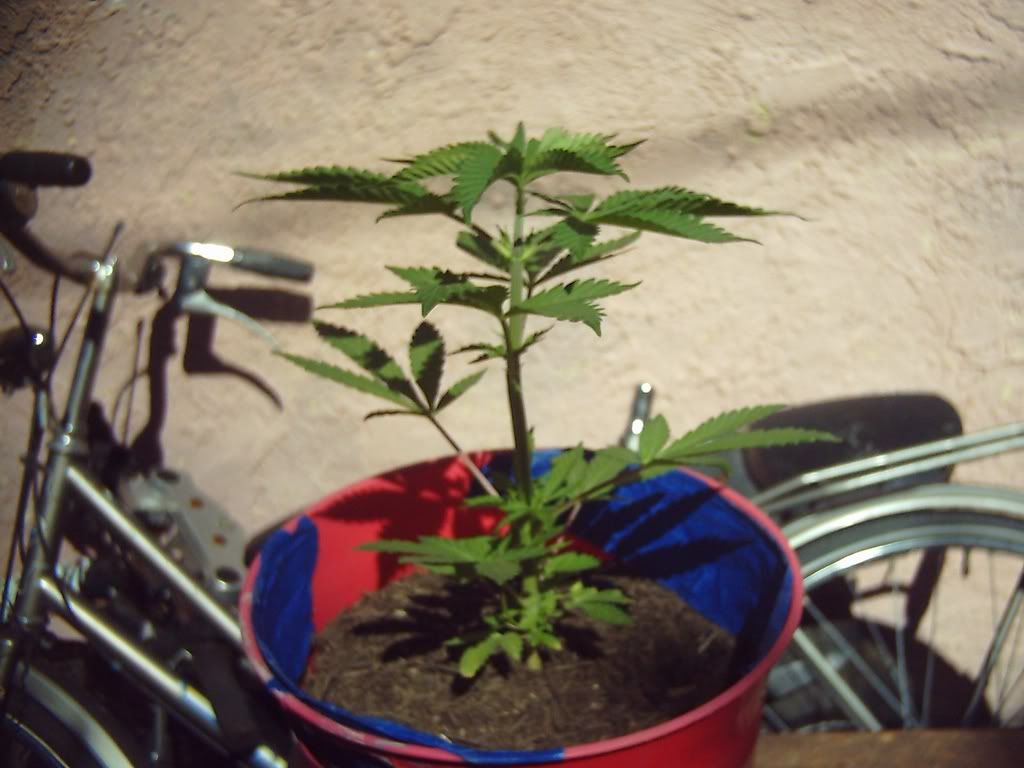 plant48.jpg