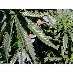 leaf2.jpg