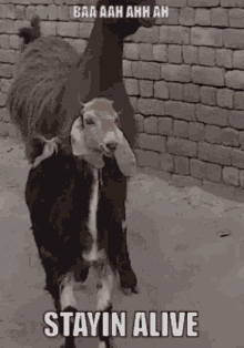 tenor.gif