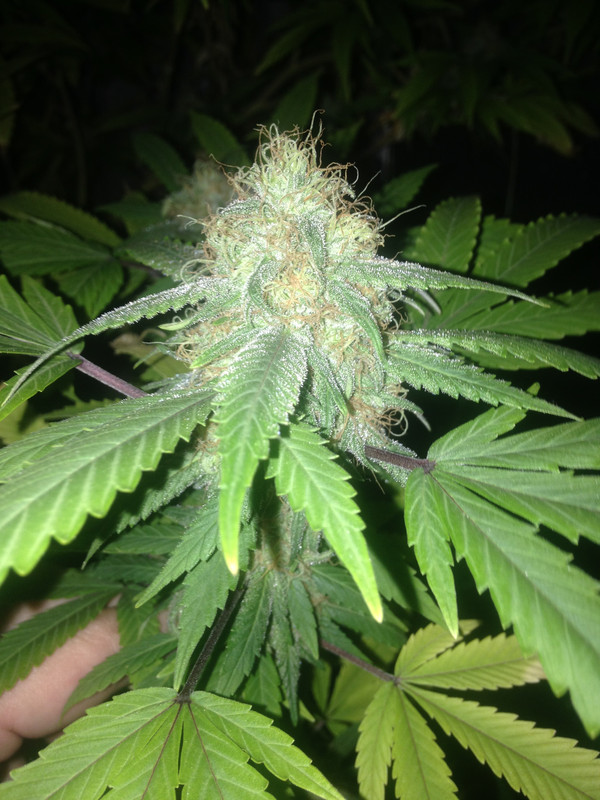 g13_Klar_Nug.jpg