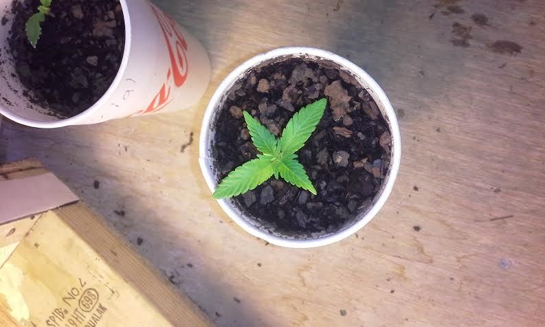 kush_zps7467aa67.jpg