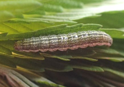 hempinsects.agsci.colostate.edu