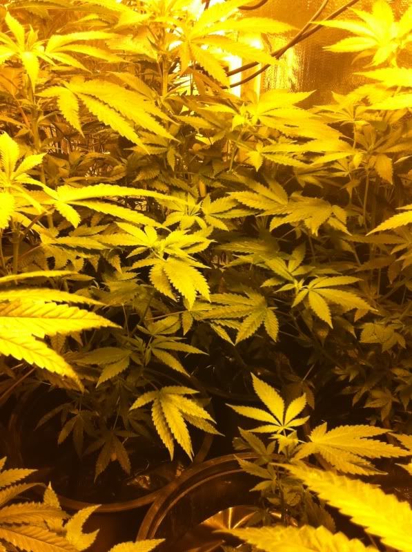 grow027.jpg