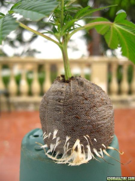 BB_CC_Clones_Sep18_023.jpg