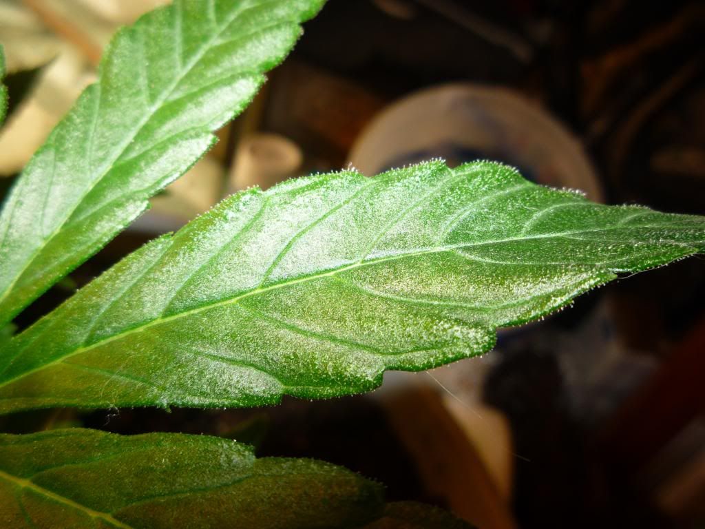 P1050540_zps572de7b8.jpg