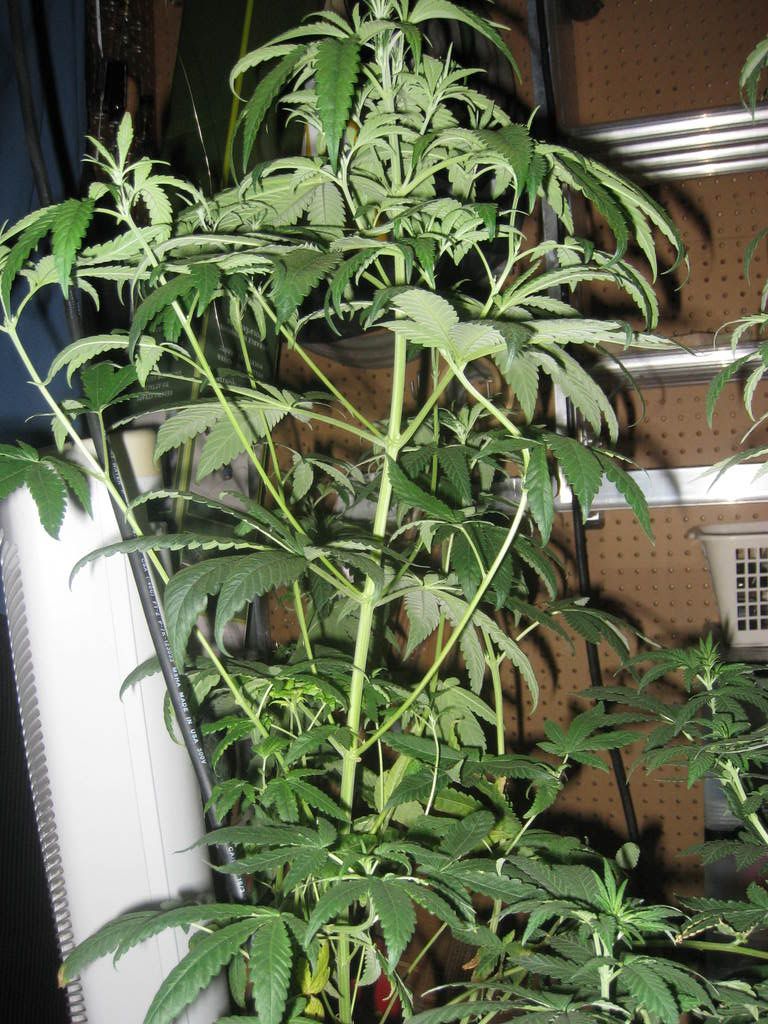 IMG_0102.jpg