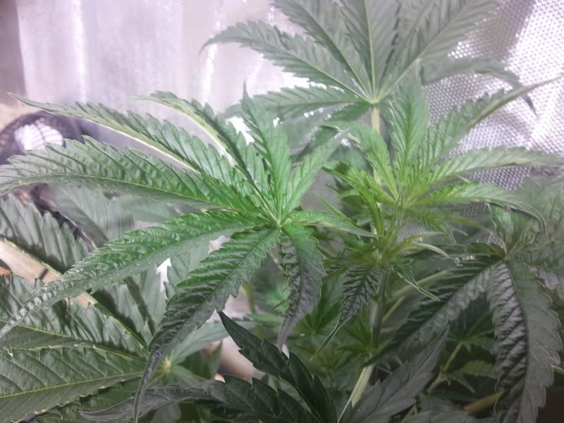 2011-09-11153141.jpg