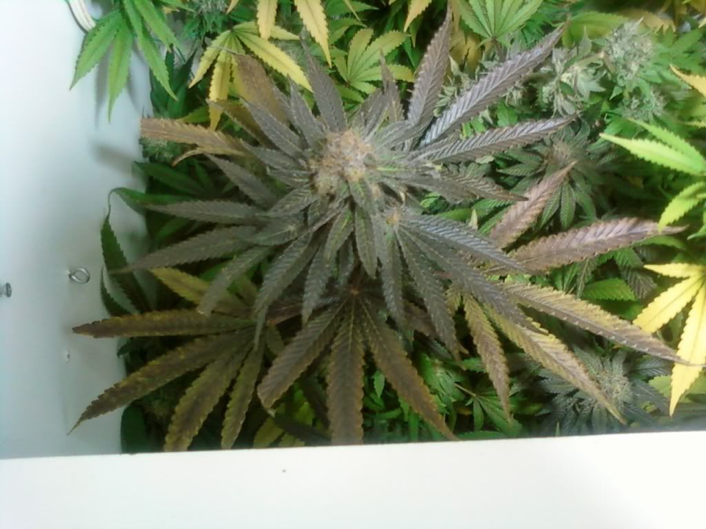 purp1.jpg