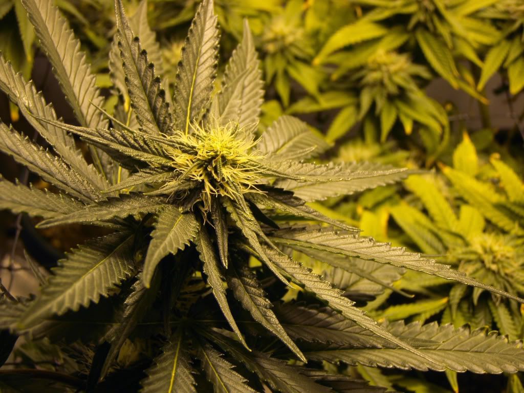 4weeksflower7.jpg