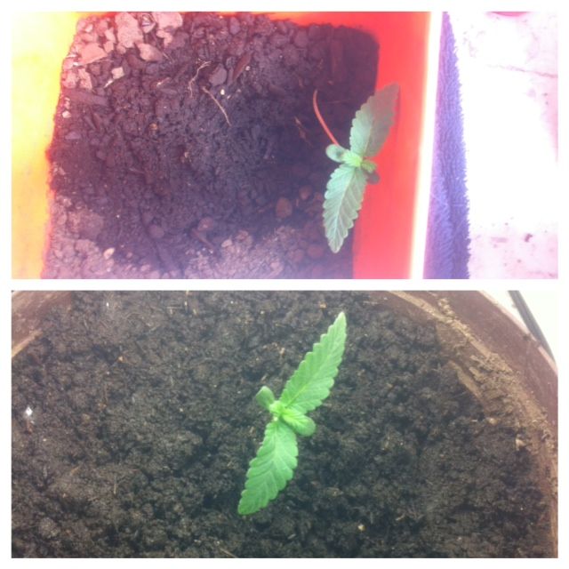 picstitch2.jpg