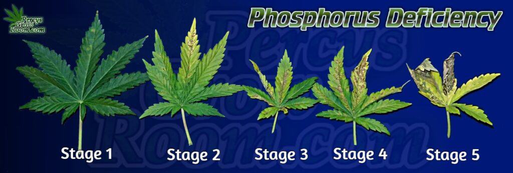 stages-of-phosphours-deficinecy-1024x346.jpg