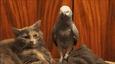 gifs_02.gif