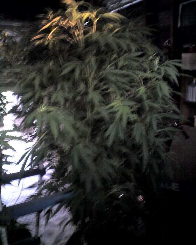 07-07-08_1939.jpg