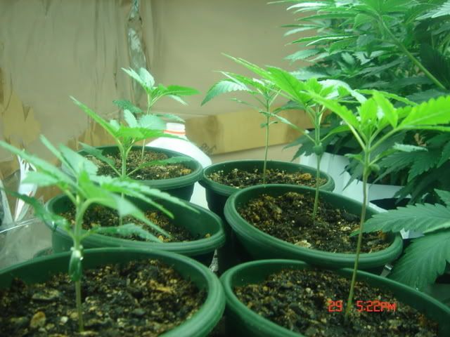DSC01476.jpg