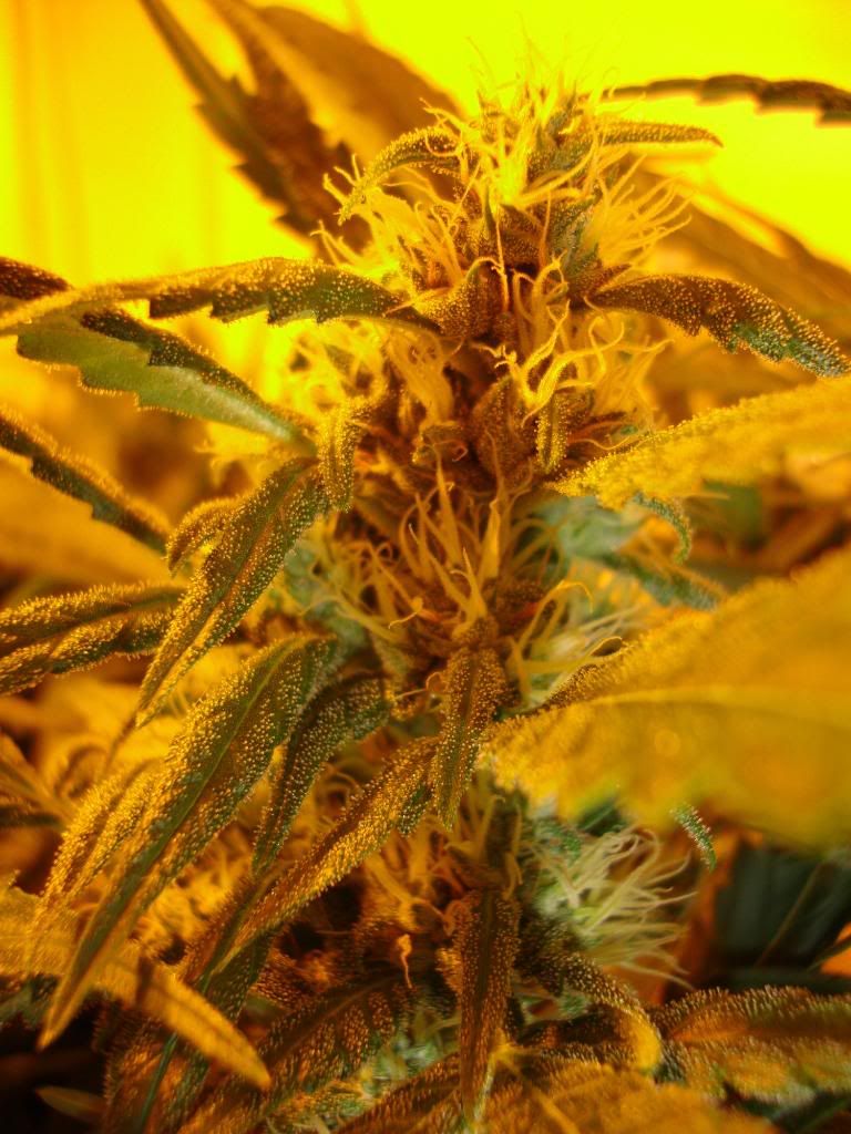 5weeks027.jpg