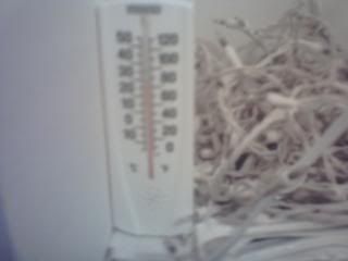 2DaysbeforeIstartflowering006.jpg