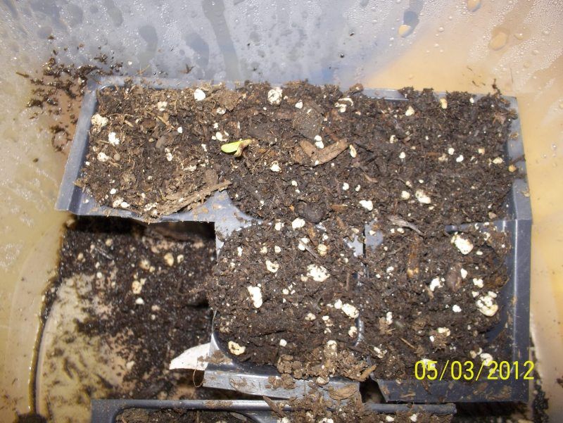 seedlings002-2.jpg