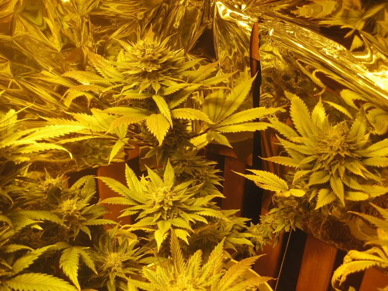 plants209.jpg