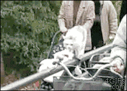 Cat-handrail-bike-basket-bridge.gif