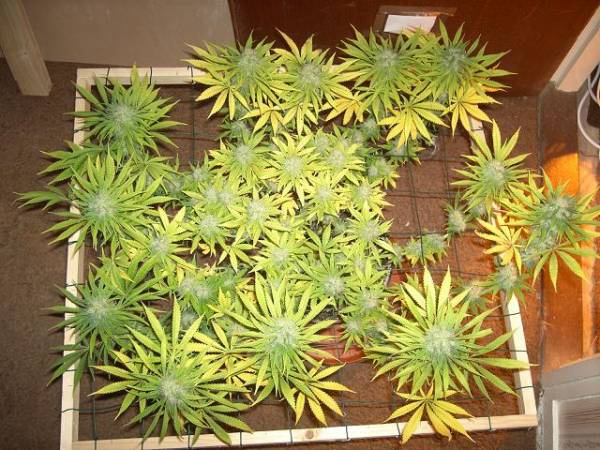 super-skunk-flower-week-7.jpg