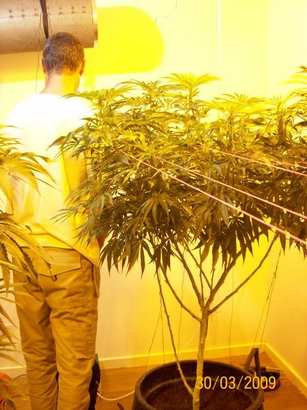 Plants145.jpg