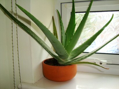 Aloe-Vera-in-window.jpg