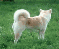 the_quick_brown_fox.gif