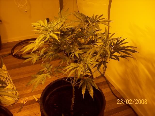 Plants056.jpg