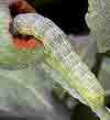 pests_fruitWorms.jpg
