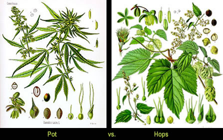 pot-hops.jpg