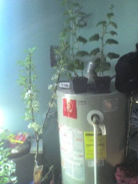 Cukes2.jpg