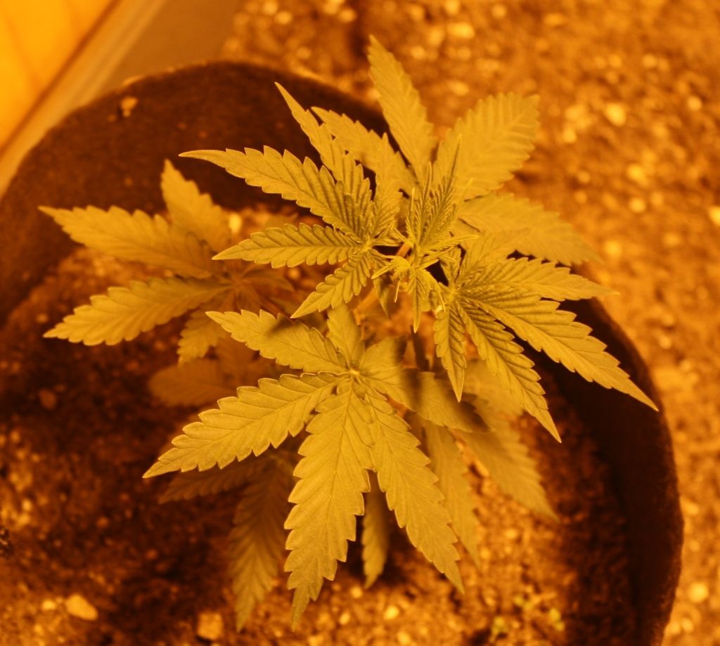 z19daysveg_zpscf046c07.jpg