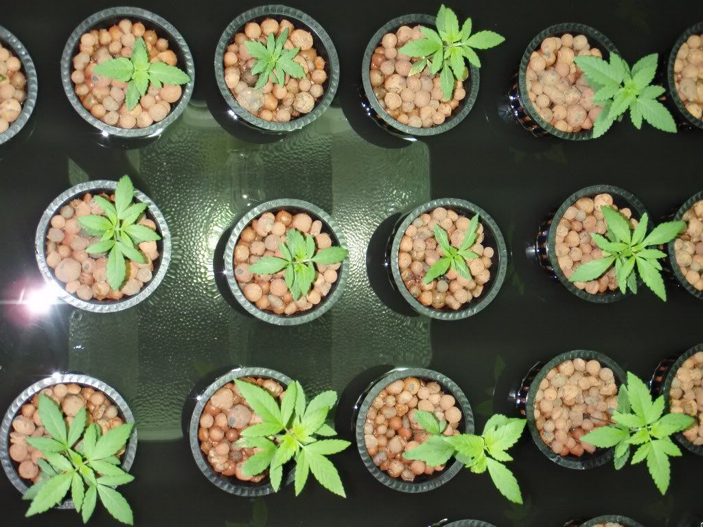 seedlingrun3.jpg