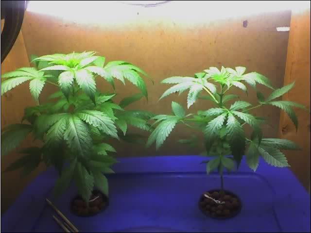 bud.jpg