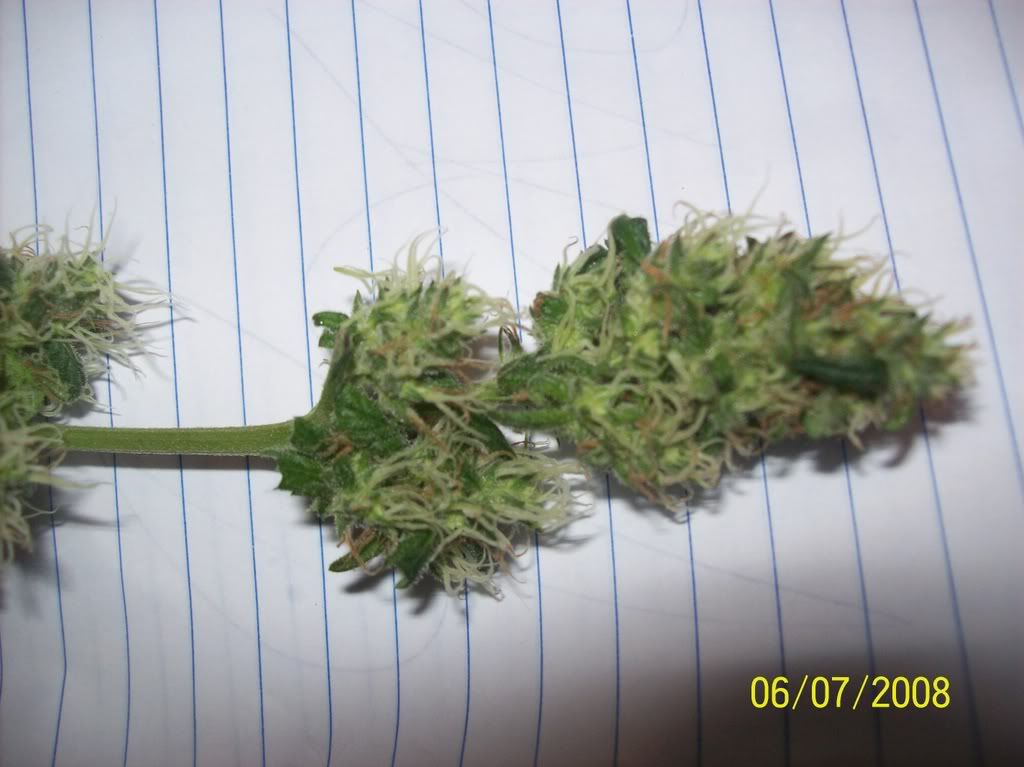 buds003.jpg