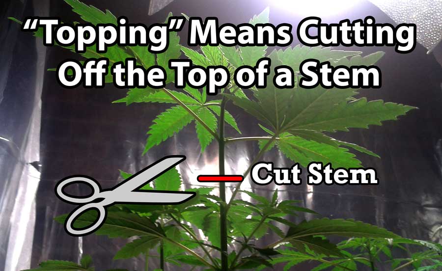 topping-cannabis-definition.jpg