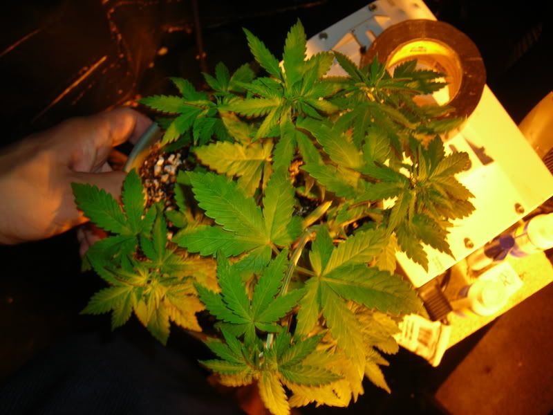 DSCN1428.jpg