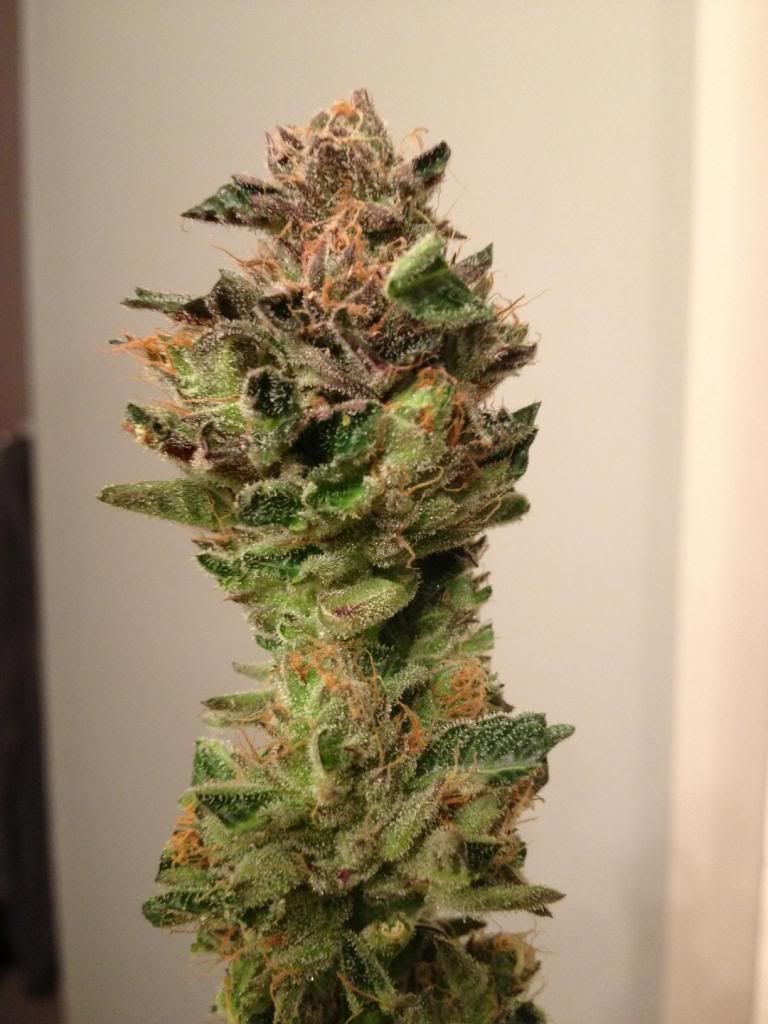 photo25.jpg