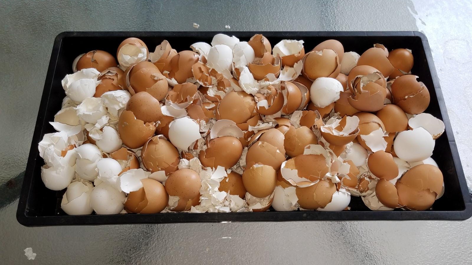 eggshells.jpg