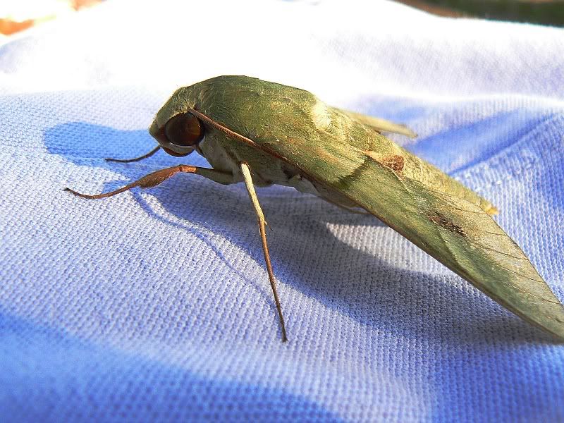 Moth.jpg