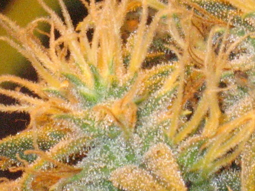 IMG_1509.jpg