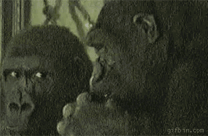 1256043908_gorilla-nose-pick.gif